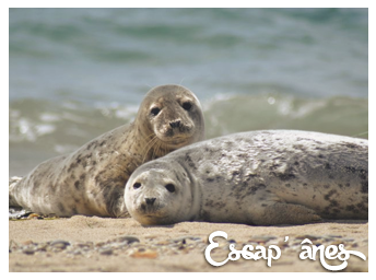 À la rencontre des phoques :
