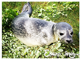 Les Phoques et la Baie :