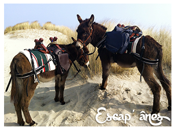 Rando’Ânes en Baie d’Authie :