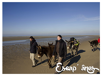 Rando&rsquo;Anes au Marquenterre: