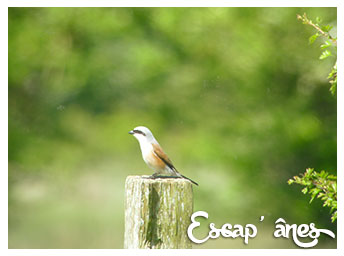 Les Oiseaux des Bas-champs :